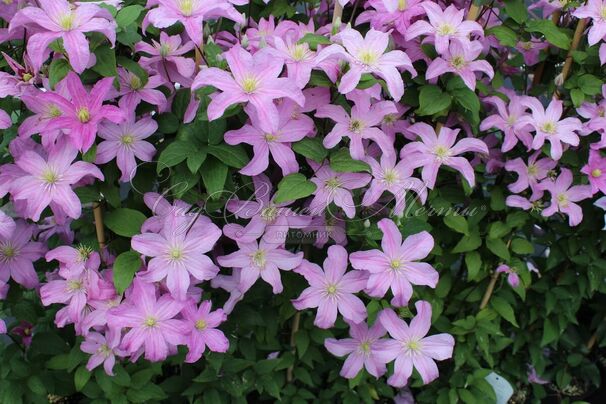 Клематис Комтесс Де Бушо / Clematis hybriden Comtesse De Bouchaud — фото 5