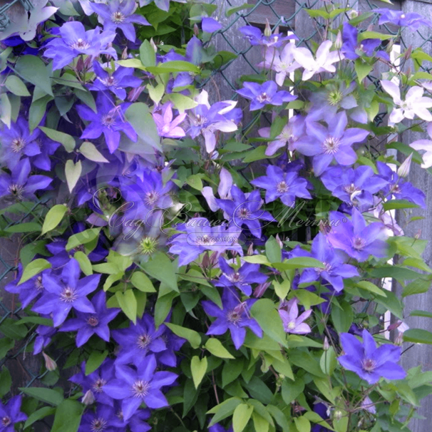 Клематис Даниель Деронда / Clematis hybriden Daniel Deronda — фото 2