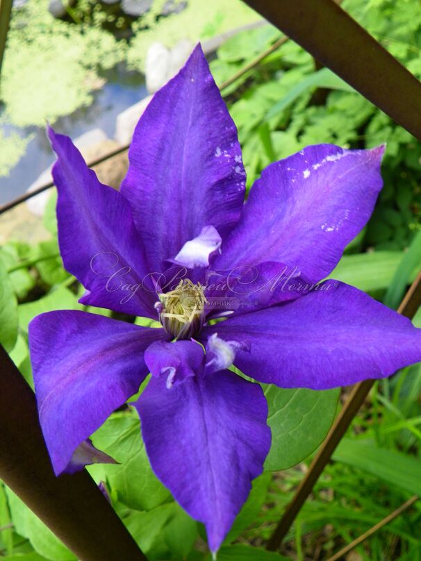 Клематис Даниель Деронда / Clematis hybriden Daniel Deronda — фото 3