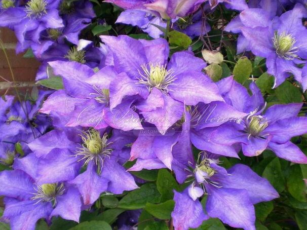 Клематис Даниель Деронда / Clematis hybriden Daniel Deronda — фото 5