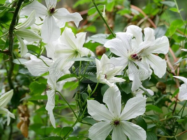 Клематис Форевер Френдс / Clematis hybriden Forever Friends — фото 2