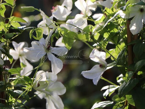 Клематис Форевер Френдс / Clematis hybriden Forever Friends — фото 5