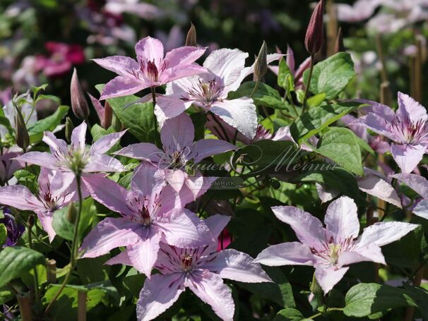 Клематис Хагли Хибрид / Clematis hybriden Hagley Hybrid — фото 2