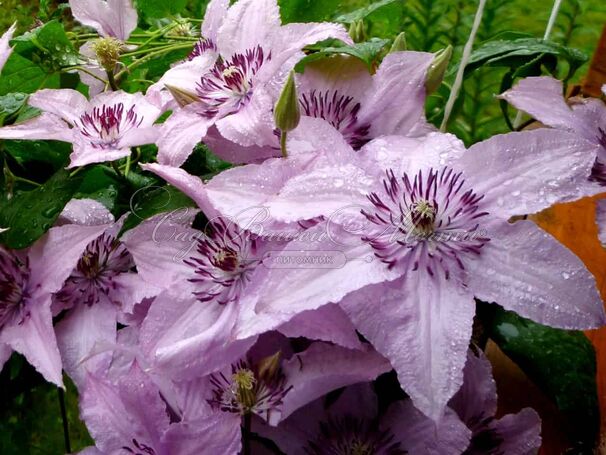 Клематис Хагли Хибрид / Clematis hybriden Hagley Hybrid — фото 3