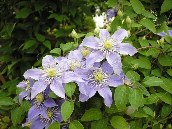 Клематис Джуста / Clematis viticella Justa — фото 2