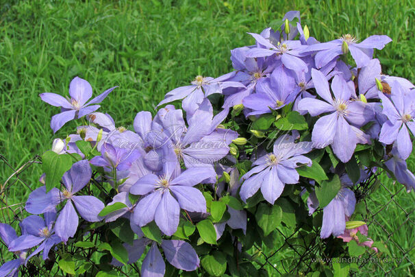 Клематис Джуста / Clematis viticella Justa — фото 3