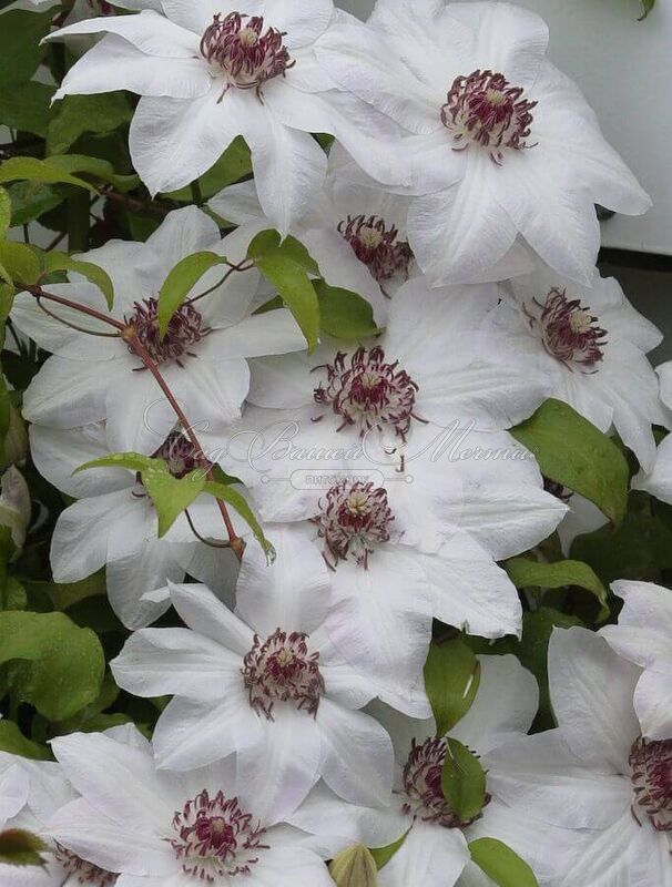Клематис Мисс Бэйтман / Clematis hybriden Miss Bateman — фото 2