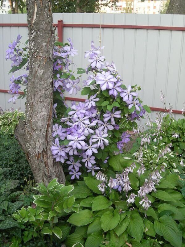 Клематис Миссис Чолмондели / Clematis hybriden Mrs. Cholmondeley — фото 3