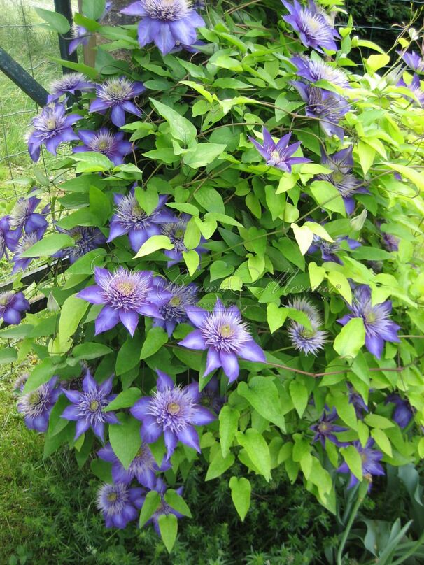 Клематис Мульти Блю / Clematis hybriden Multi Blue — фото 2