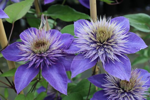 Клематис Мульти Блю / Clematis hybriden Multi Blue — фото 3