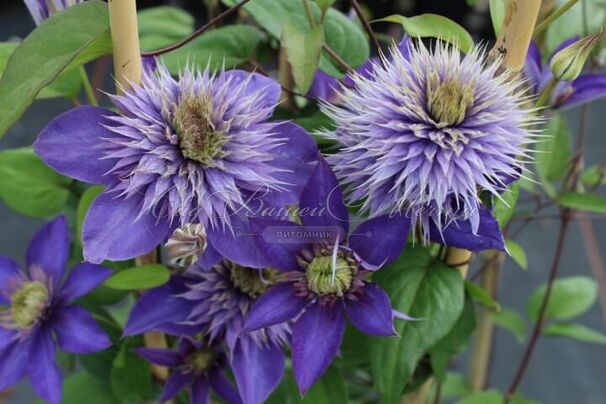 Клематис Мульти Блю / Clematis hybriden Multi Blue — фото 4