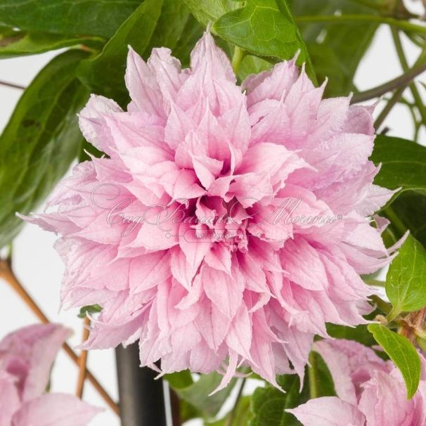 Клематис Мульти Пинк / Clematis hybriden Multi Pink — фото 3