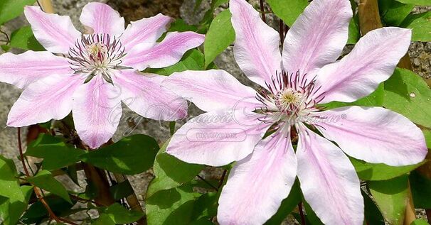 Клематис Нелли Мозер / Clematis hybriden Nelly Moser — фото 2