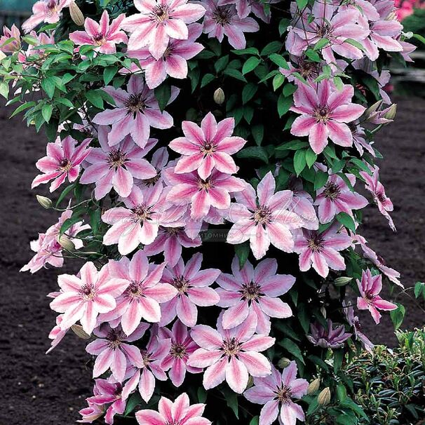 Клематис Нелли Мозер / Clematis hybriden Nelly Moser — фото 3