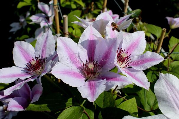 Клематис Нелли Мозер / Clematis hybriden Nelly Moser — фото 4