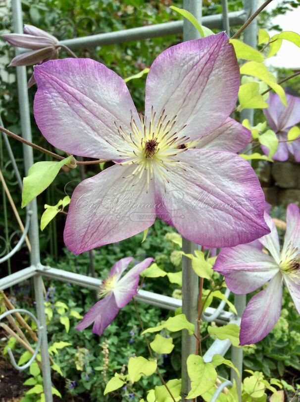 Клематис Перниль / Clematis hybriden Pernille — фото 3