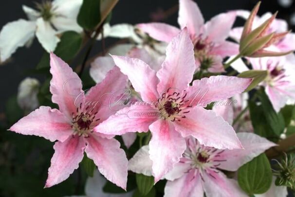 Клематис Пинк Фэнтази / Clematis hybriden Pink Fantasy — фото 2