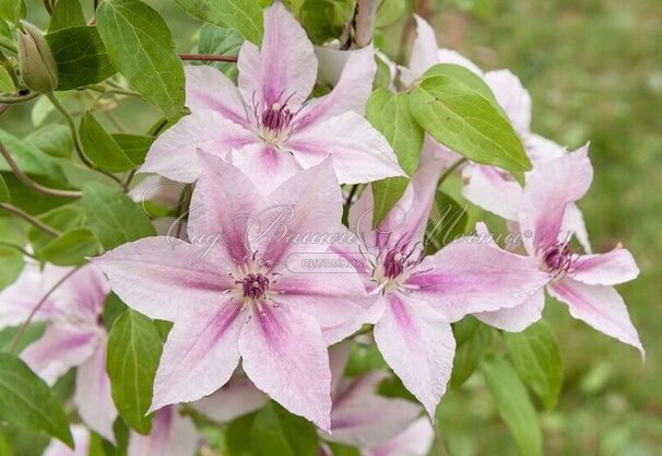 Клематис Пинк Фэнтази / Clematis hybriden Pink Fantasy — фото 3