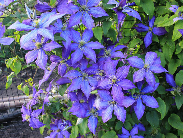 Клематис Рапсодия / Clematis hybriden Rhapsody — фото 2