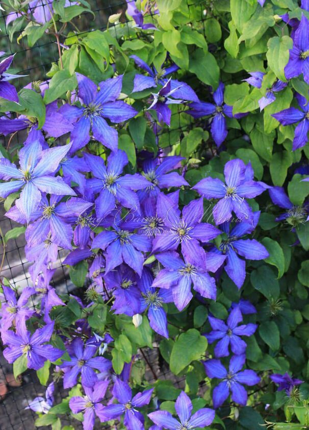 Клематис Рапсодия / Clematis hybriden Rhapsody — фото 3