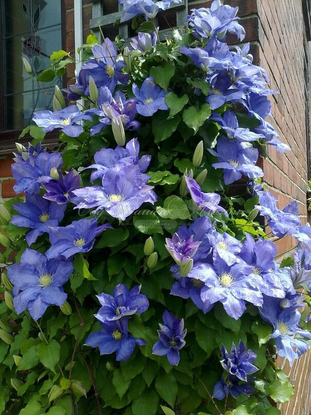 Клематис Рапсодия / Clematis hybriden Rhapsody — фото 4
