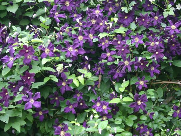 Клематис Романтика / Clematis hybriden Romantika — фото 2