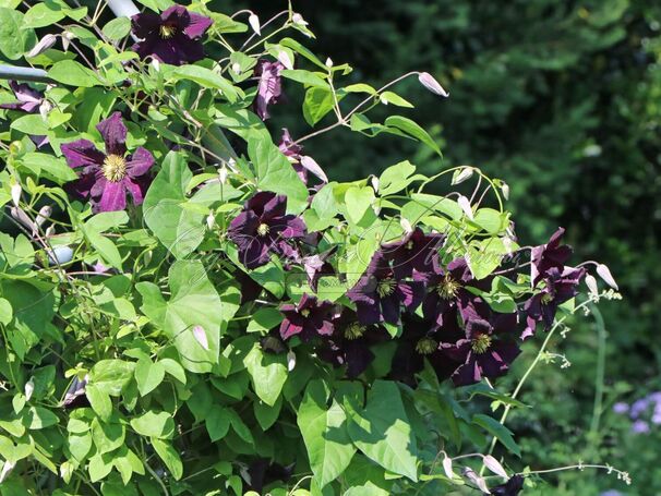 Клематис Романтика / Clematis hybriden Romantika — фото 3