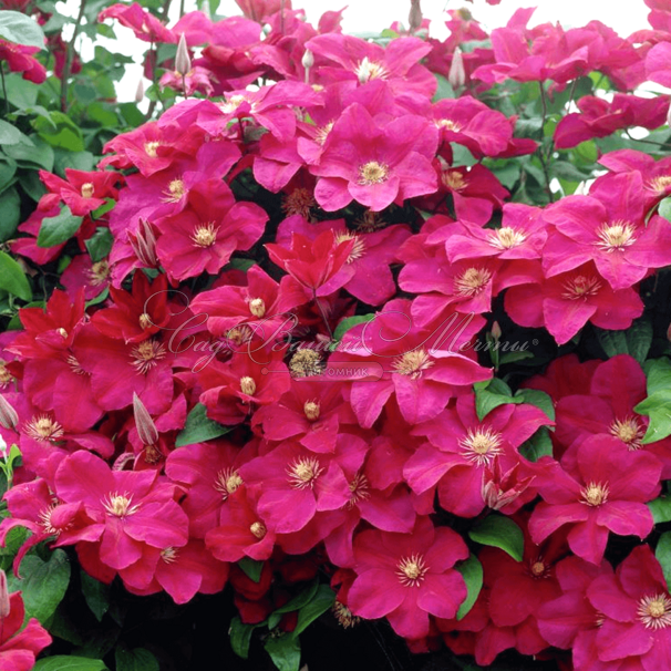 Клематис Рудж Кардинал / Clematis hybriden Rouge Cardinal — фото 3