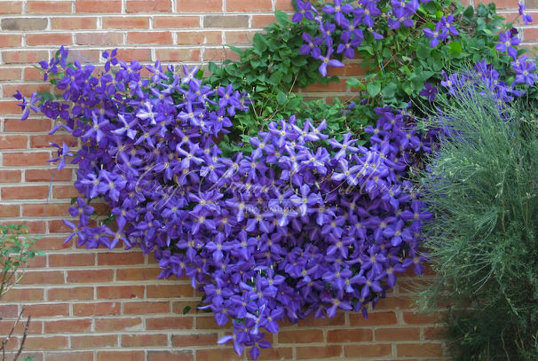 Клематис Так Много Голубых Цветов / Clematis hybriden Somany Blue Flowers — фото 2