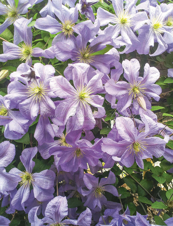 Клематис Так Много Лавандовых Цветов / Clematis hybriden Somany Lavender Flowers — фото 3