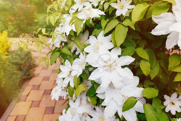 Клематис Так Много Белых Цветов / Clematis hybriden Somany White Flowers — фото 2
