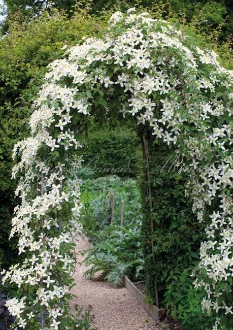 Клематис Так Много Белых Цветов / Clematis hybriden Somany White Flowers — фото 3