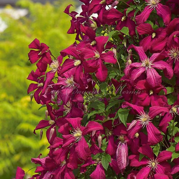 Клематис Так Много Красных Цветов / Clematis hybriden Somany Red Flowers — фото 2