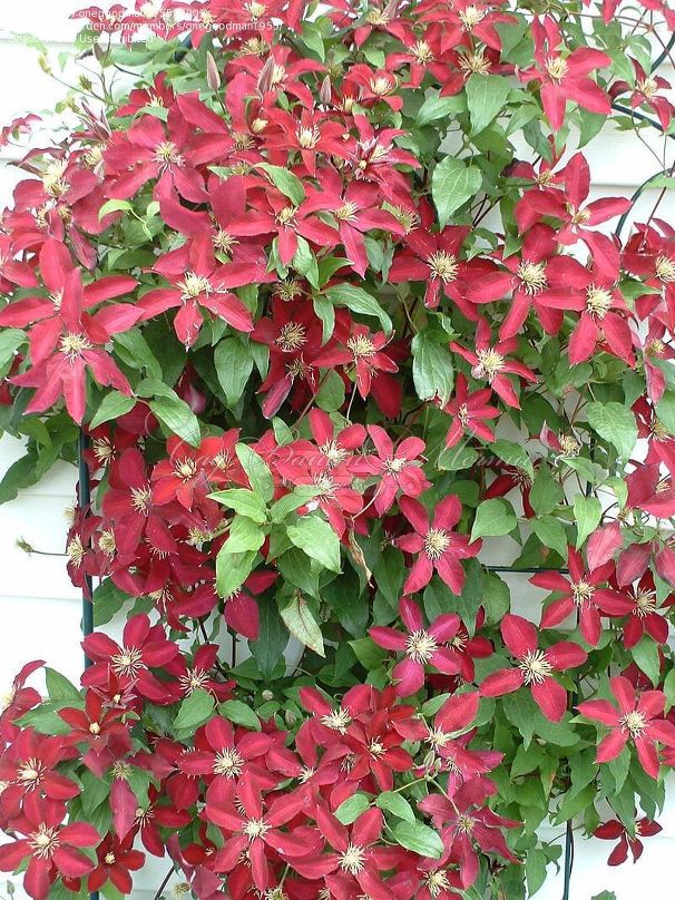 Клематис Так Много Красных Цветов / Clematis hybriden Somany Red Flowers — фото 3