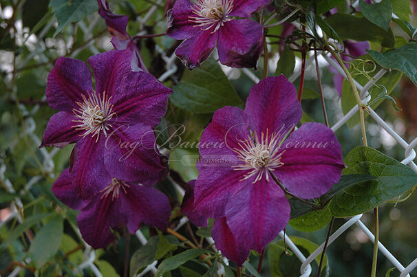 Клематис Стар Оф Индия / Clematis hybriden Star Of India — фото 4