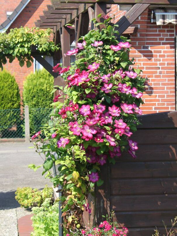 Клематис Вилли Де Лион / Clematis hybriden Ville De Lyon — фото 2