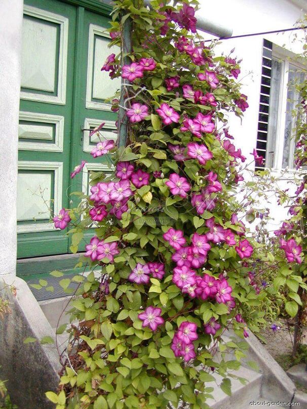 Клематис Вилли Де Лион / Clematis hybriden Ville De Lyon — фото 3