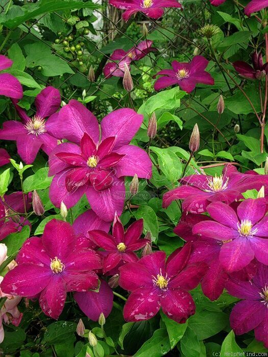 Клематис Волюцея / Clematis hybriden Voluceau — фото 2