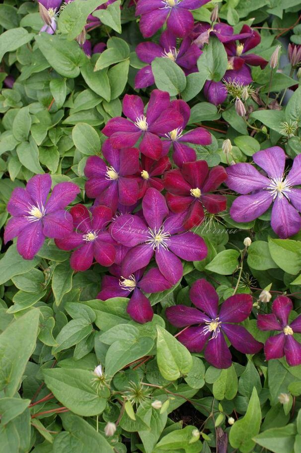 Клематис Волюцея / Clematis hybriden Voluceau — фото 3