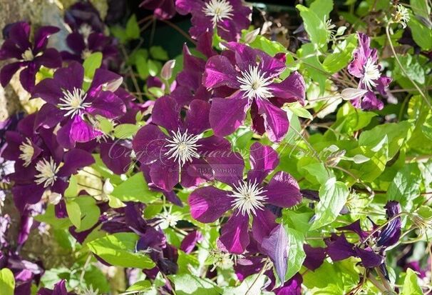 Клематис Варшавская Найк / Clematis hybriden Warszawska Nike — фото 2