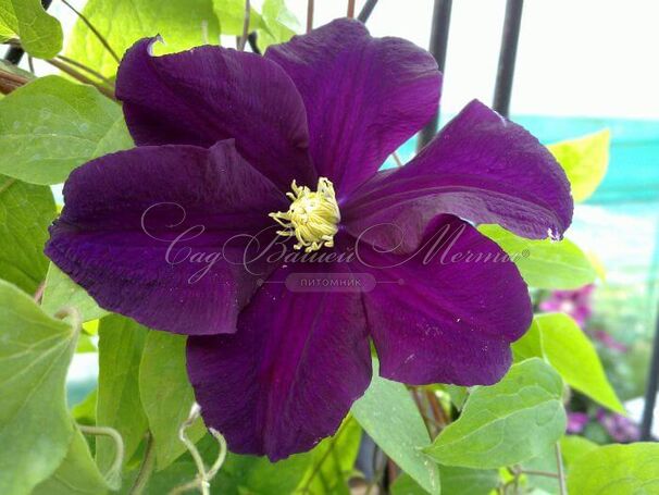 Клематис Варшавская Найк / Clematis hybriden Warszawska Nike — фото 3