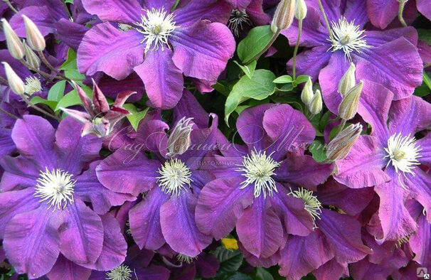 Клематис Варшавская Найк / Clematis hybriden Warszawska Nike — фото 4
