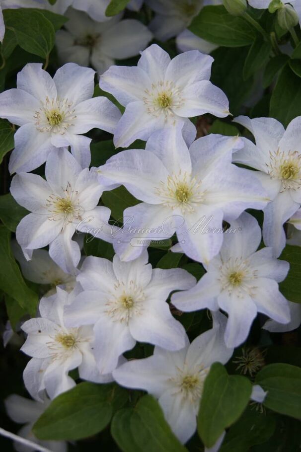 Клематис Юкикомачи / Clematis hybriden Yukikomachi — фото 2