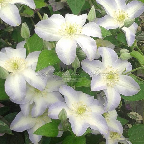 Клематис Юкикомачи / Clematis hybriden Yukikomachi — фото 3