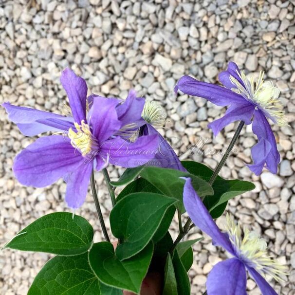 Клематис Арабелла / Clematis integrifolia Arabella — фото 3