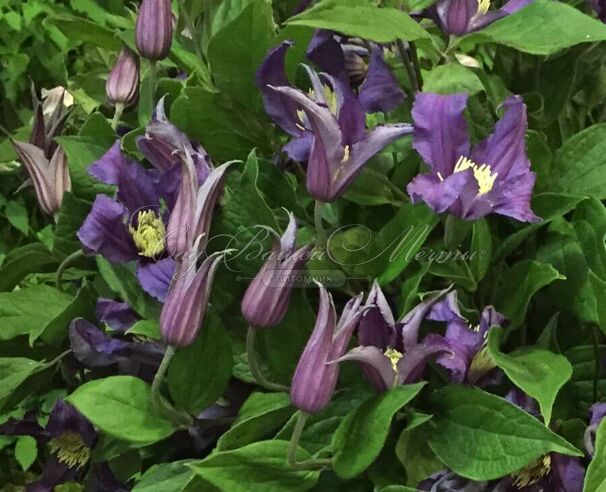Клематис Блю Пируэт / Clematis integrifolia Blue Pirouette — фото 4