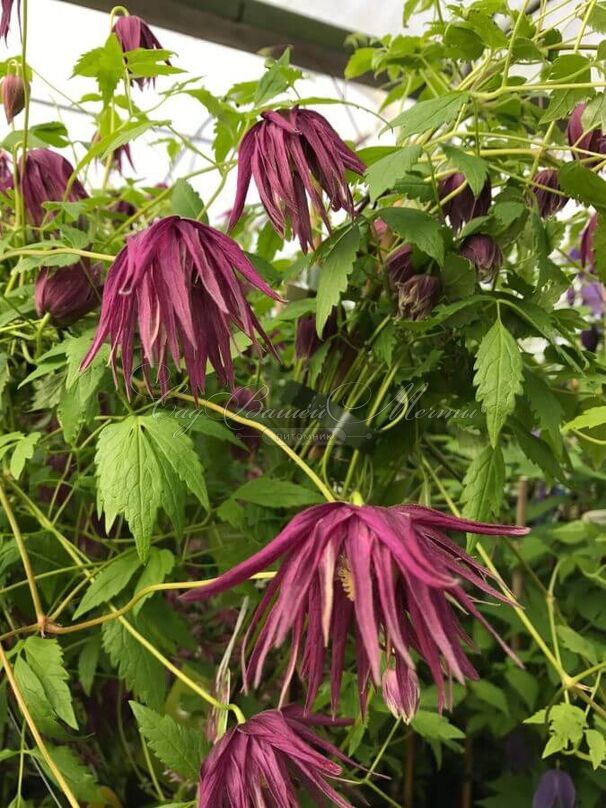 Клематис Октопус / Clematis macropetala Octopus — фото 4