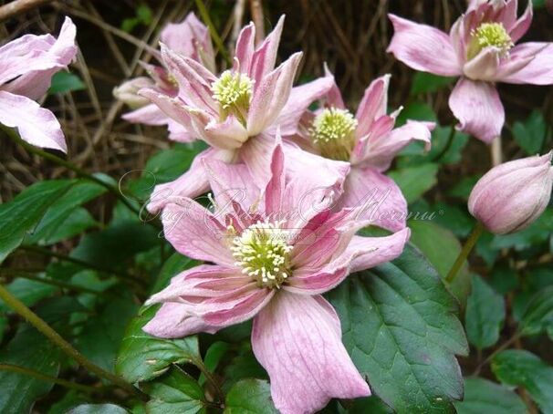 Клематис Браутон Стар / Clematis montana Broughton Star — фото 4