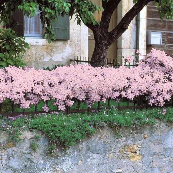 Клематис Рубенс / Clematis montana Rubens — фото 3