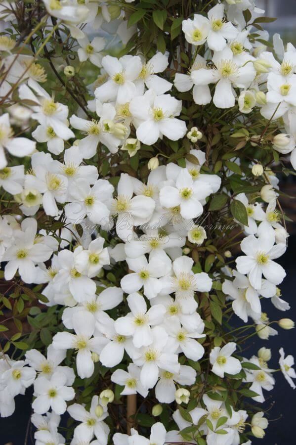 Клематис Спринг Джой / Clematis montana Spring Joy — фото 2